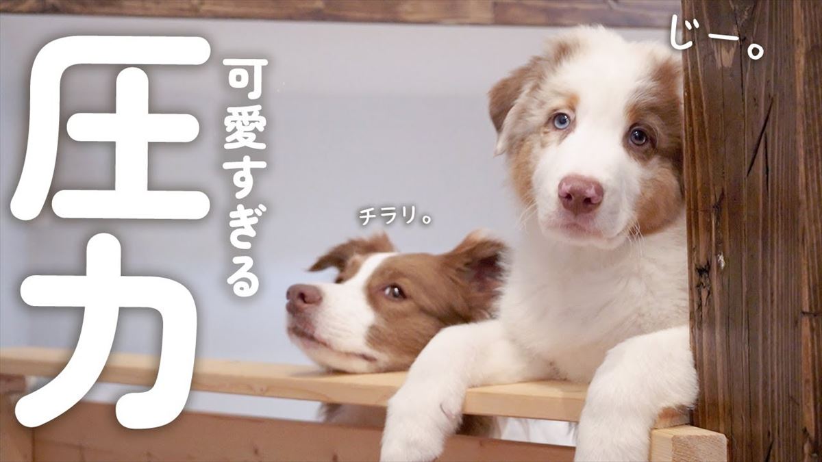 ワンコたちがごほうびのおやつを作ってもらい…？可愛い犬たちの姿はほっこり度満点!!【動画ニュース】【どうぶつ】 | omoroid(オモロイド)