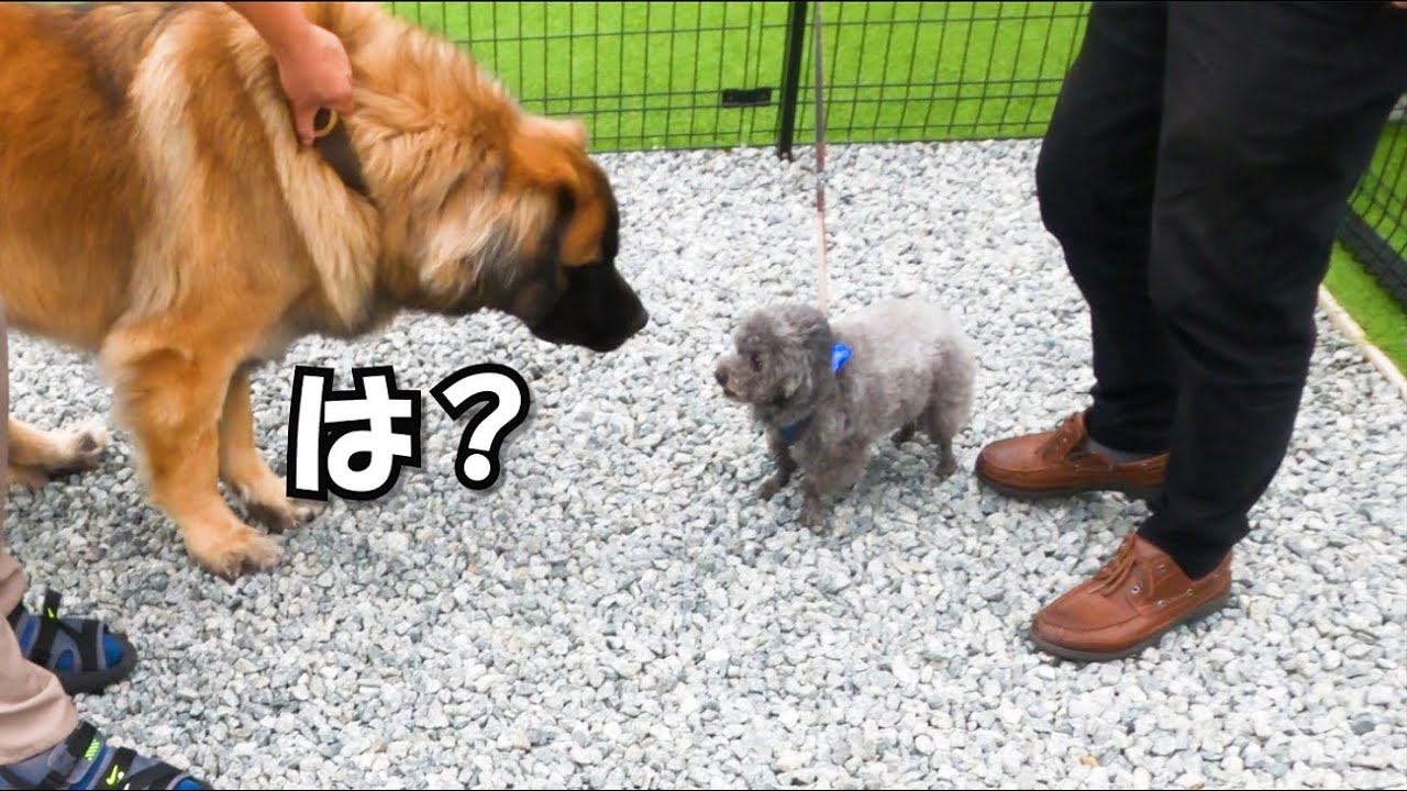 大型犬を威嚇していたワンコ、近くに連れて行くとどんな反応を見せた？