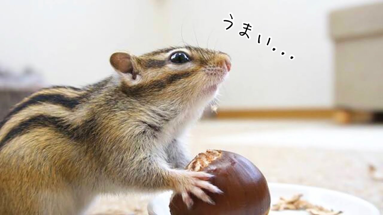 栗を初めて食べたリスちゃん、美味しすぎた結果どんな反応を見せた!?