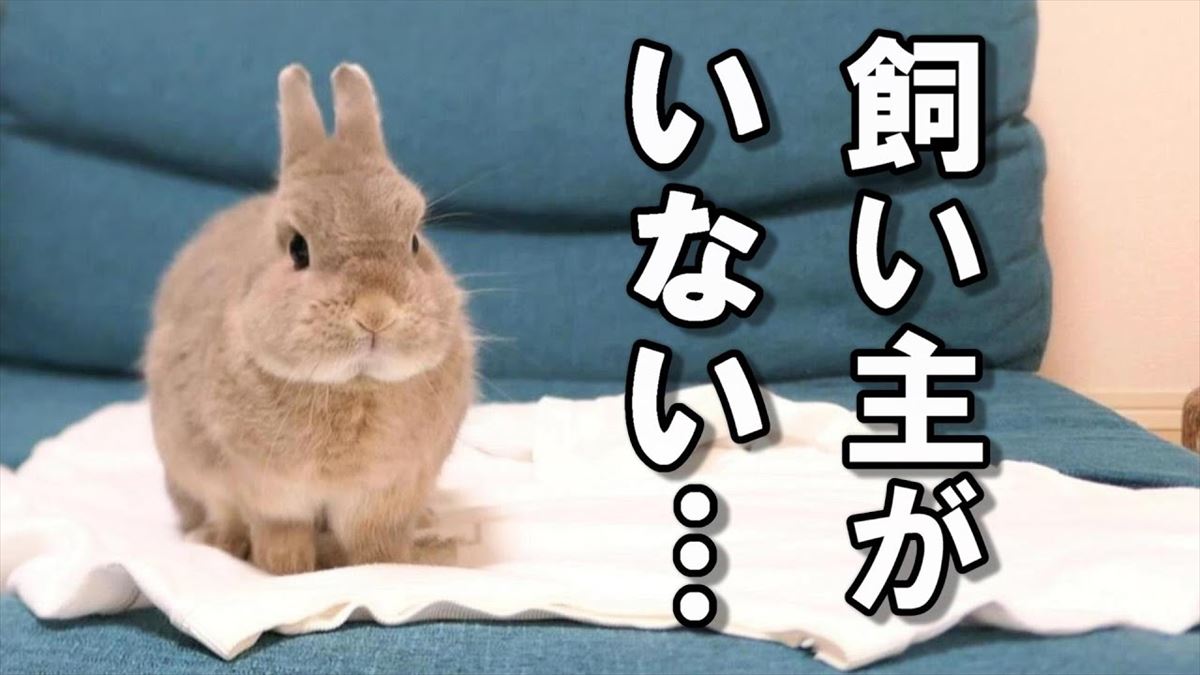 うさぎちゃんたち、飼い主さんがいなくても寂しくない！かわいい行動に心がなごみます【動画ニュース】【どうぶつ】 | omoroid(オモロイド)